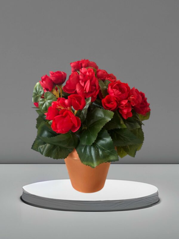 Fleurs Rouges en Pot en Terre Cuite